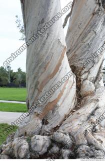 tree bark 0004